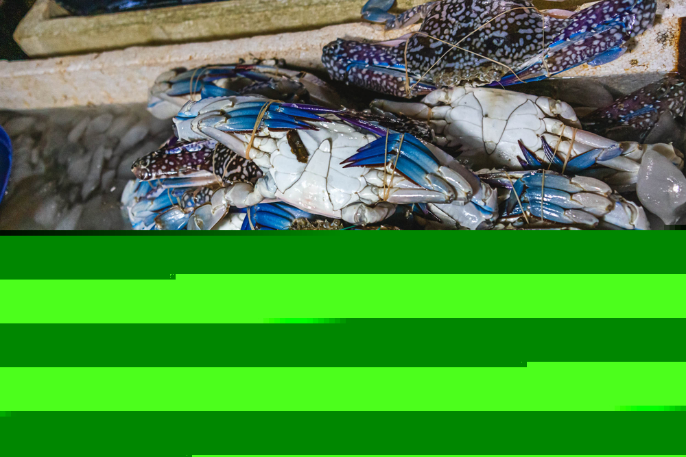 6446
